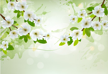 Nature background with white blossoming branches. Vector.