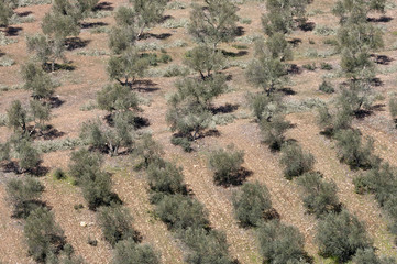 Aerial view of olive groves, Ciudad Real, Spain