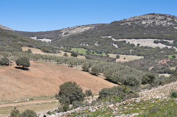 Fototapeta na wymiar Mediterranean forest over quartzite mountains, Spain