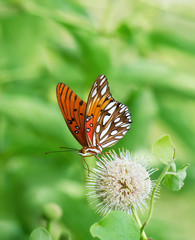 Fototapeta na wymiar Gulf Fritillary butterfly (Agraulis vanillae) on buttonbush