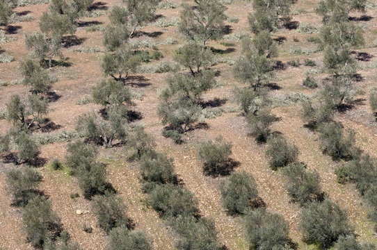 Aerial view of olive groves, Ciudad Real, Spain