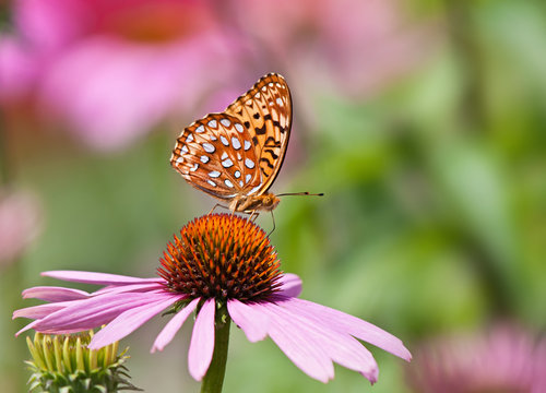 Fritillary butterfly feeding on pink coneflowers