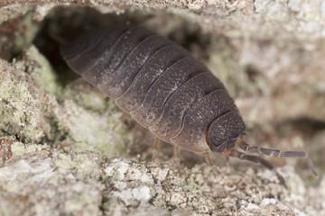 Woodlouse on wood, macro photo