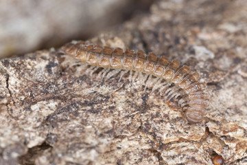 Flat-backed millipede, Polydesmidae on wood, extreme close-up