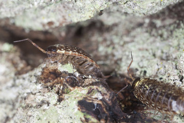 Woodlouses on wood, macro photo
