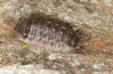 Woodlouse on wood, macro photo