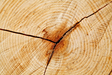 Fototapeta premium Tronc d'arbre vu en coupe