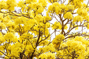 yellow vintage flower