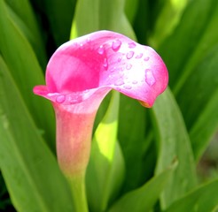 fleurs d'arum,zantedeschia rehmanii