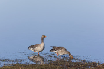 Greylag geese