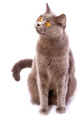 British shorthair gray cat with bright yellow eyes isolated on a