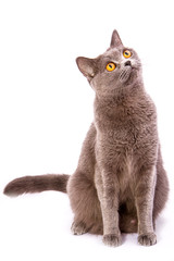 British shorthair gray cat with bright yellow eyes isolated on a