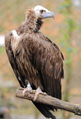 vautour moine perché