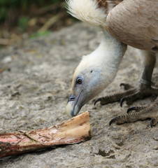 vautour fauve et son os de charogne