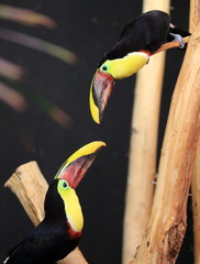 parade d'un couple de toucans de swainson