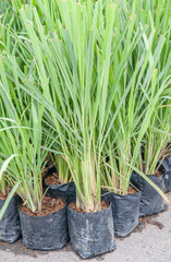 Lemon grass