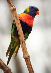 lori arc en ciel perché