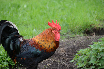 gallo gallina