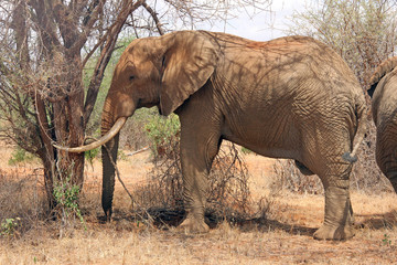Fototapeta na wymiar Elefante tra alberi