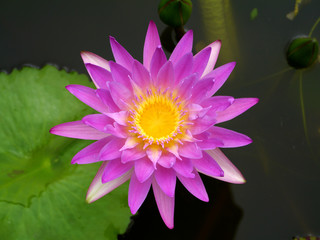 water lily, lotus