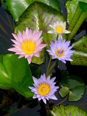 water lily, lotus