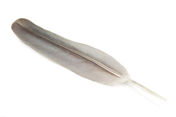 grey feather