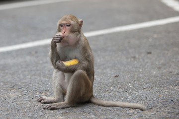 monkey sits  and eats