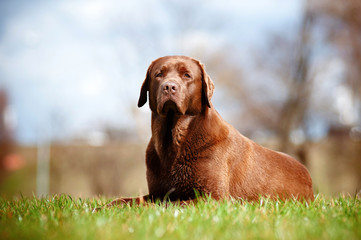 labrador retriever dog outside