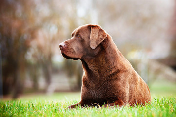 brown labrador dog lying on the grass