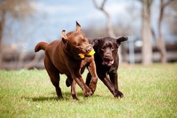 two brown labrador retriever dogs playing outside
