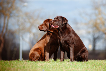 two labrador retriever dogs outdoors