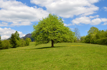 Fototapeta na wymiar green tree
