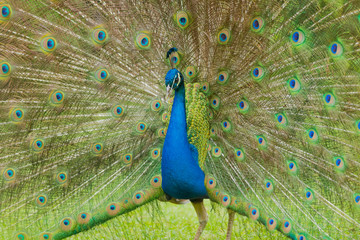 Obraz premium blue peacock