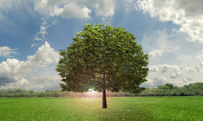 Fototapeta na wymiar a tree in a field on a background of sky.
