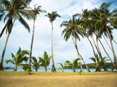 An image of nice palm trees
