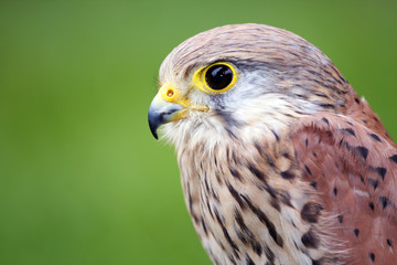 portrait kestrels