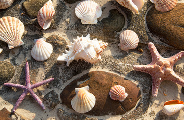 Fototapeta na wymiar Background of sea shells and stars