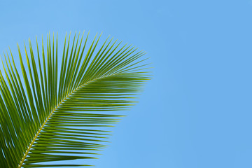 Green palm leaves