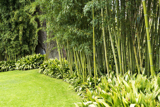 Bamboo