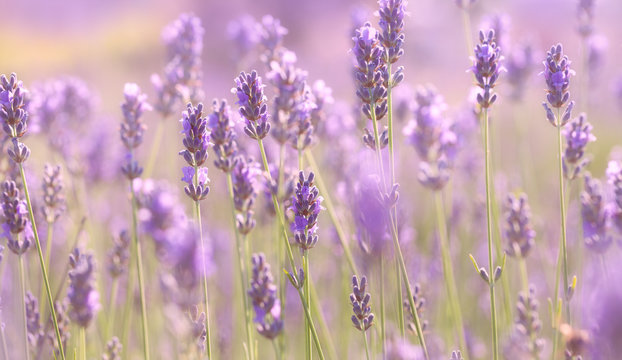 Fototapeta Branches of flowering lavender