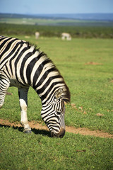 Obraz na płótnie Canvas Zebra Grazing