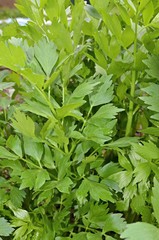lovage leaves in a kitchen garden