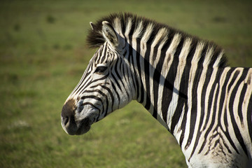Profile view of a zebra