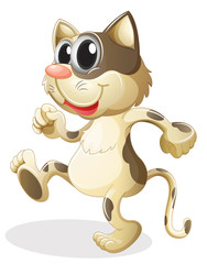 A cat walking