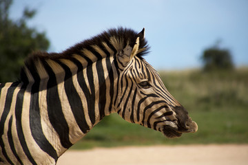 Fototapeta na wymiar Profile view of a young zebra
