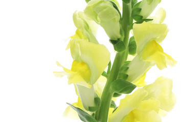 Yellow Snapdragon isolated on white background
