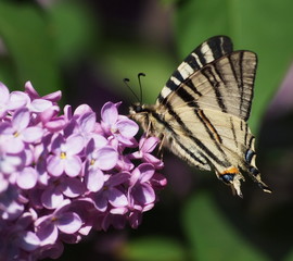 Swallowtail butterfly on lilac flower, Syringa