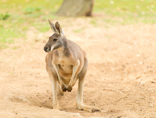 Naklejka na ściany i meble kangur