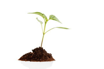 Young plant