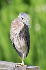 ゴイサギの幼鳥